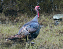 Whitetail, Rio Grande Turkey, Hog