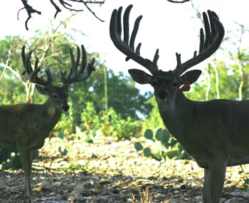 Trophy Whitetail Buck