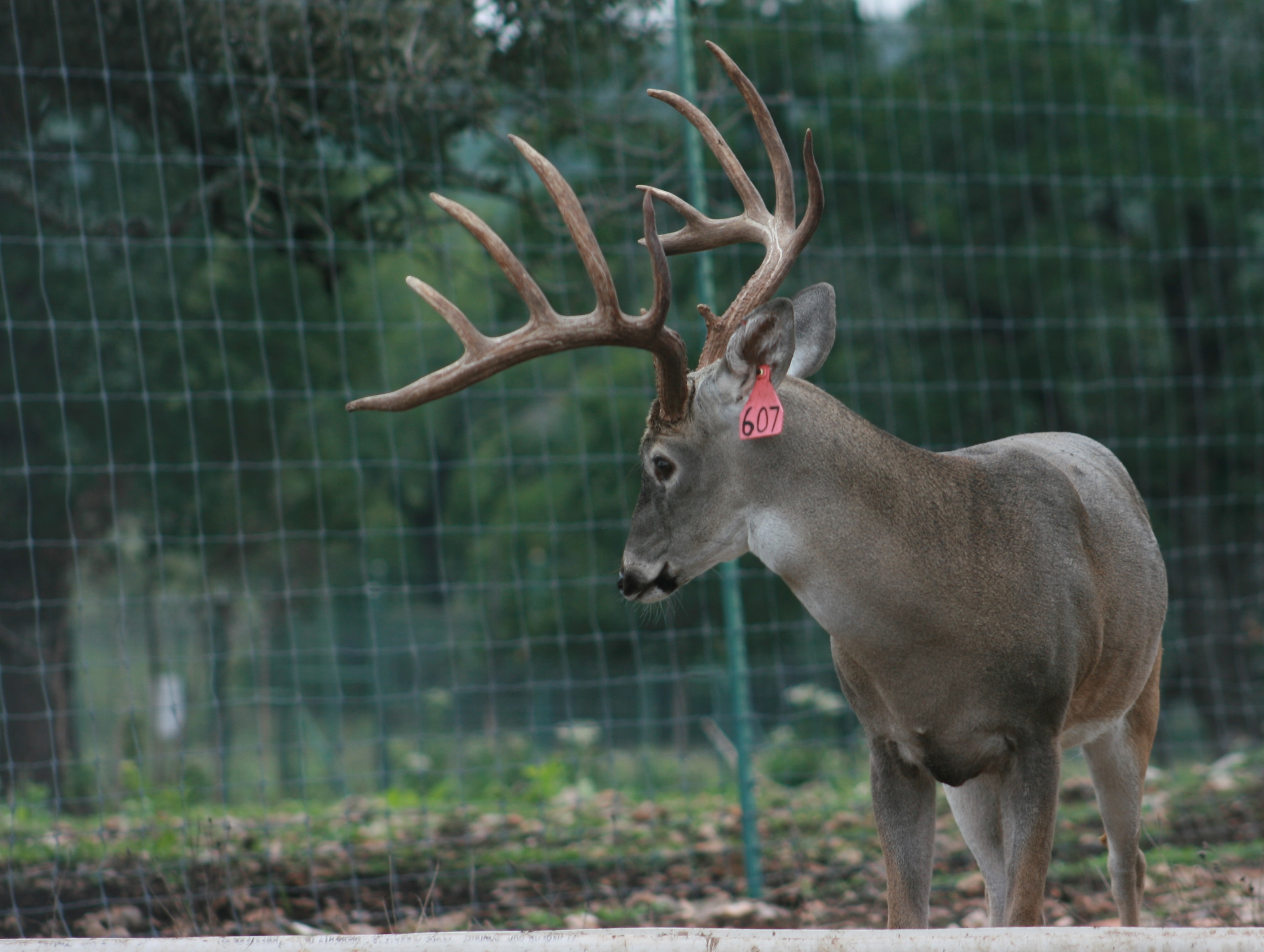 Trophy Whitetail Breeder Buck