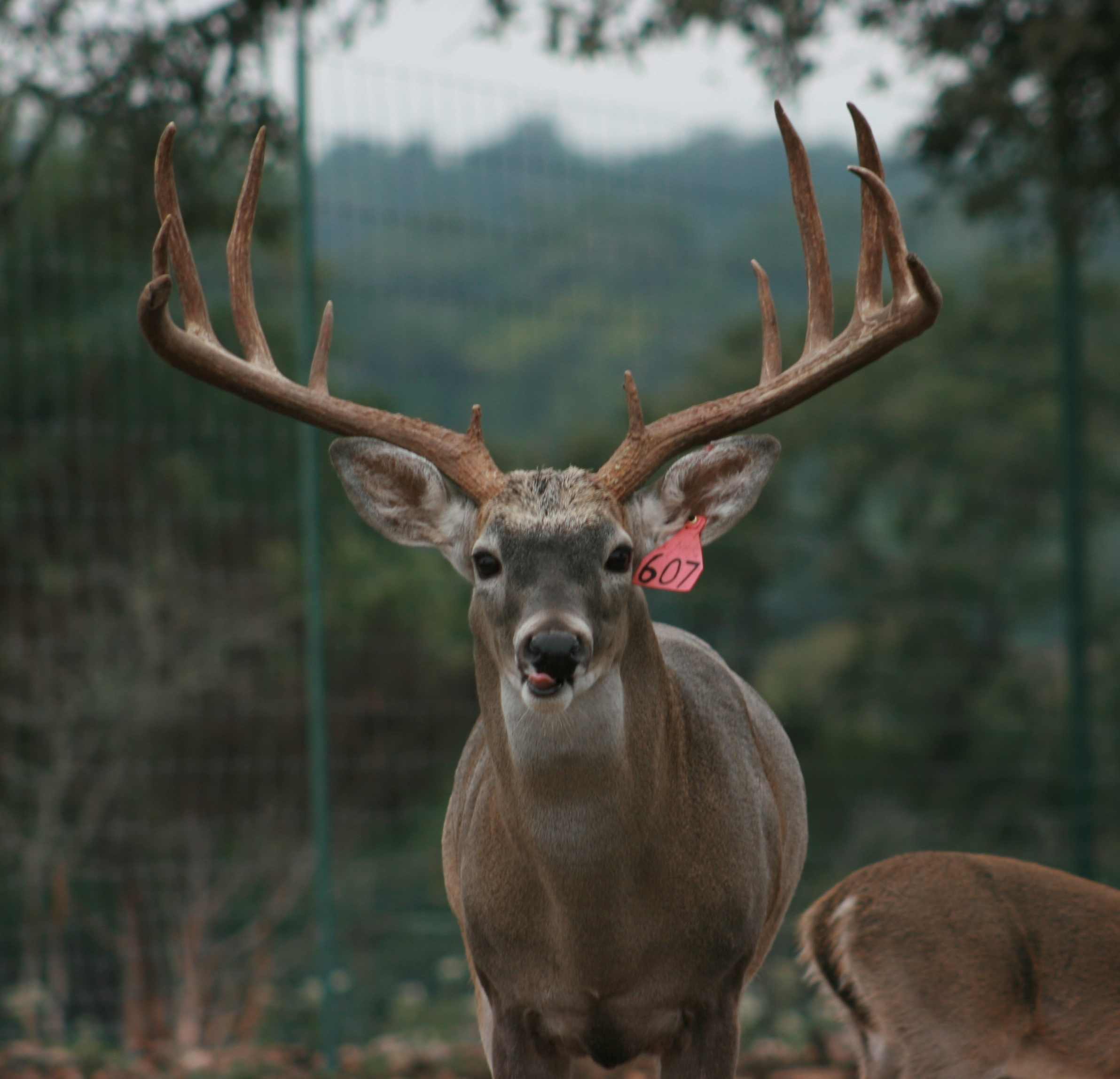 Trophy Whitetail Buck