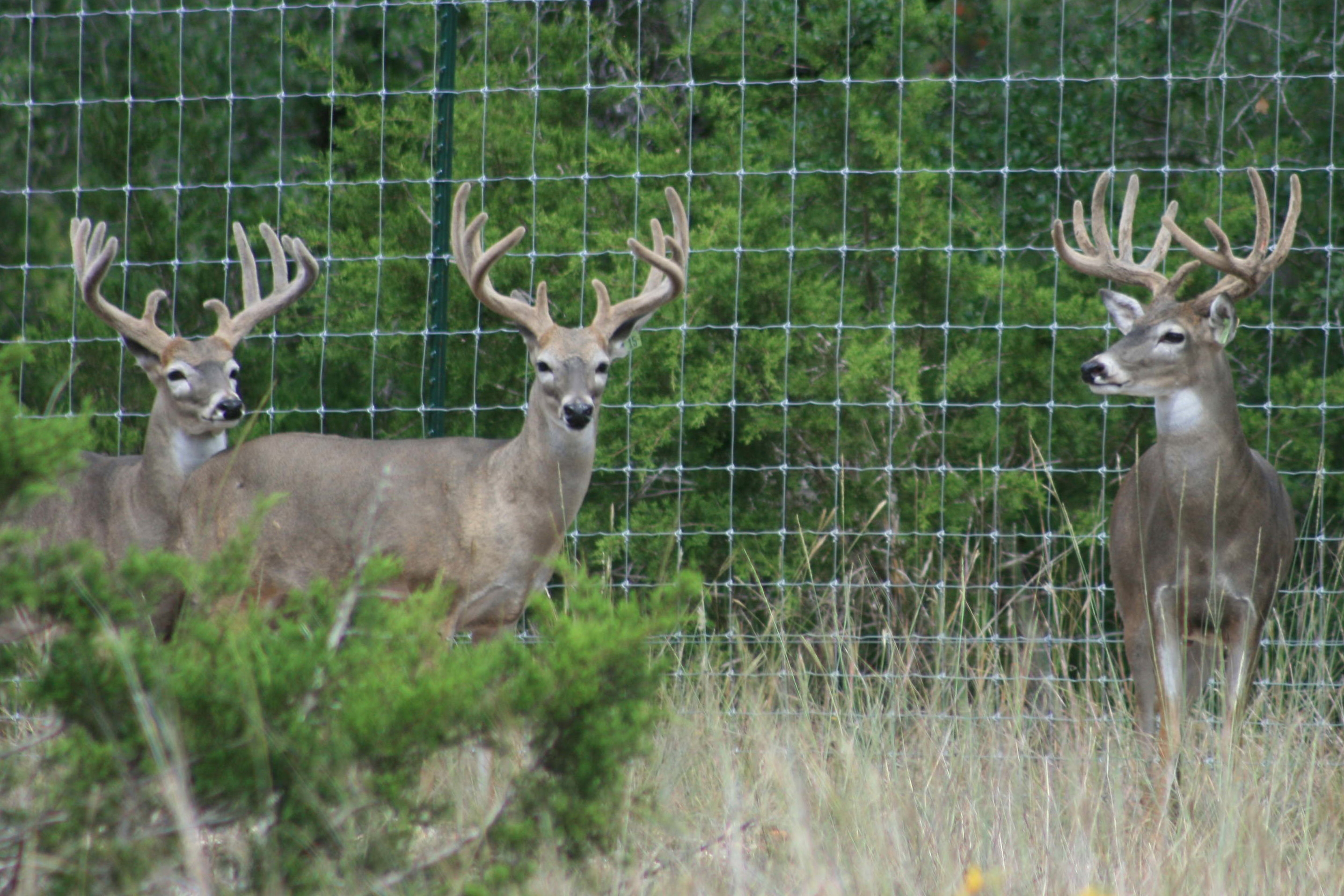 Trophy Whitetail Buck