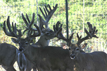 Trophy Whitetail Breeder Buck