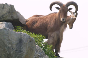 Aoudad