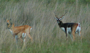 Blackbuck Antelope