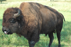 Buffalo / Bison