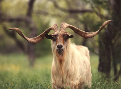 Catalina Goat
