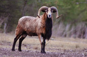 Corsican Ram