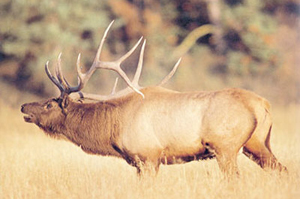 elk