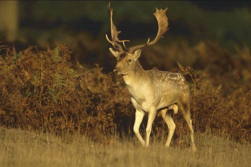 Fallow Deer