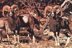 Mouflon Sheep